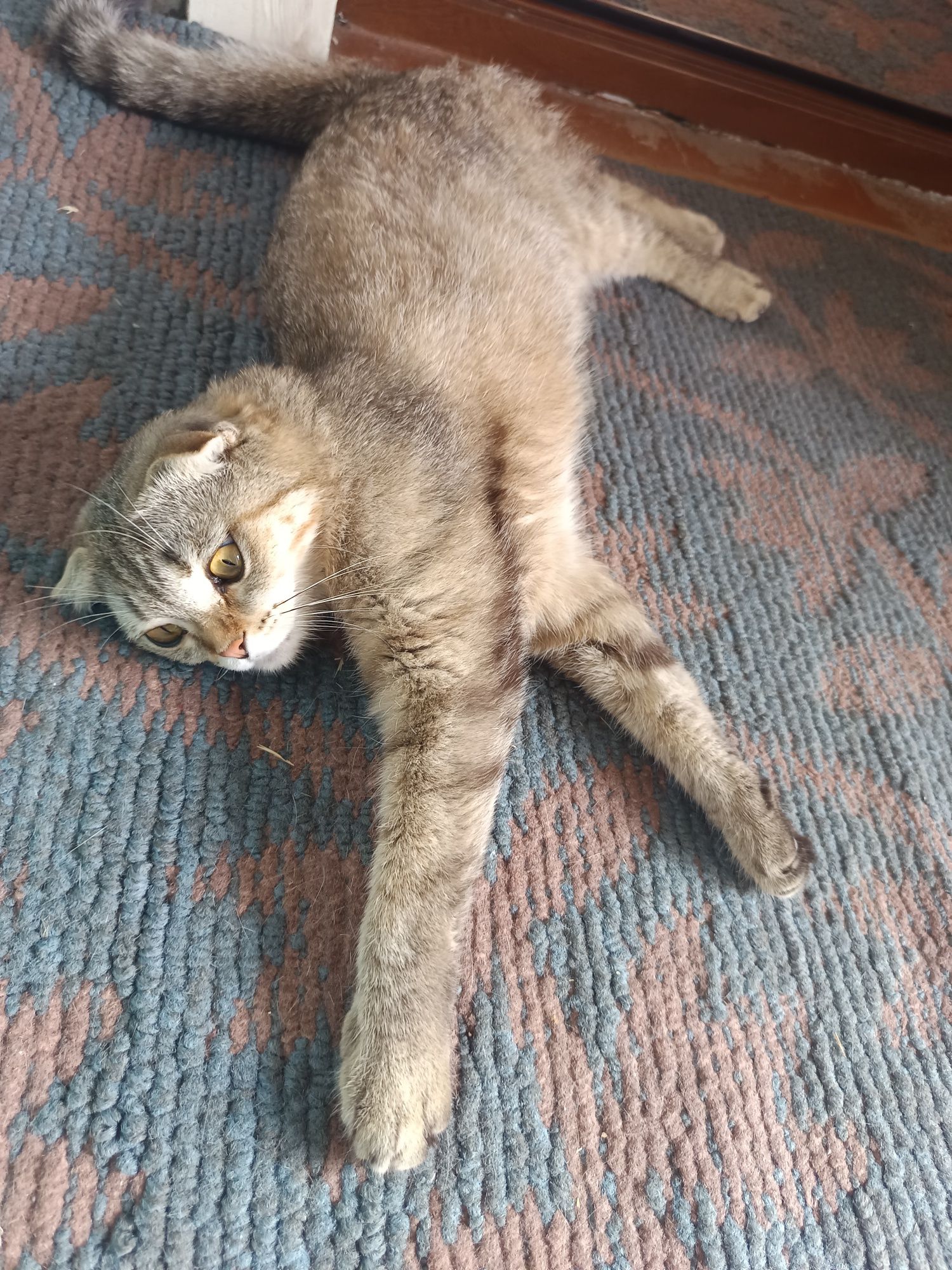 Отдам котят с мамой