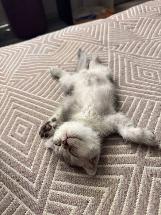 Продаётся кошка порода Серебристый шиншила