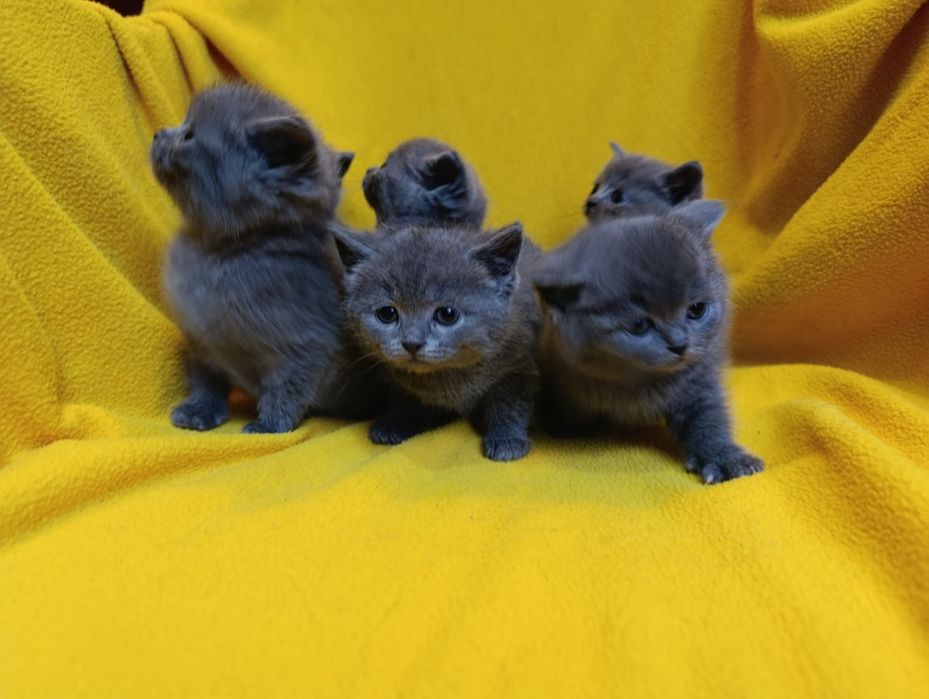 Котета порода Руска синя котка