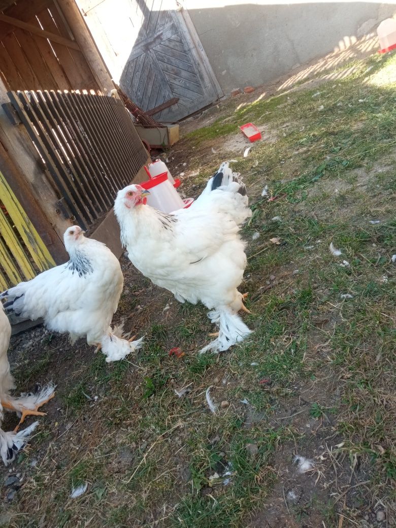 Vand sau schimb cocosi Brahma HD