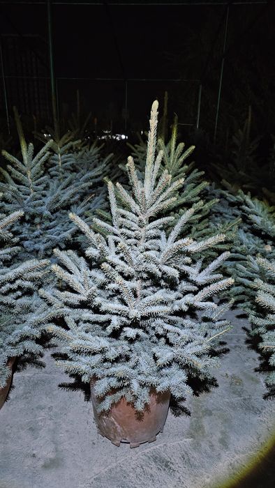 Галубая ел. Ёлка