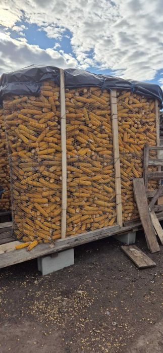 vand porumb furajer si porumb sticlos  PRET 0.85 LEI/KG