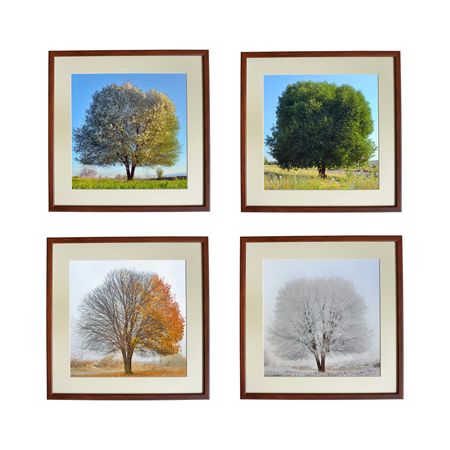 Set tablou foto: copac in cele 4 anotimpuri, inramat,