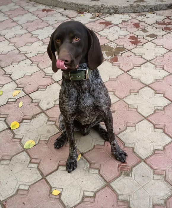 Куртцхар 100% рабочи срочна