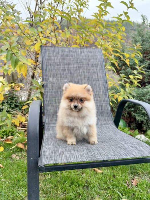 Померан момиче със втора ваксина.Померанче