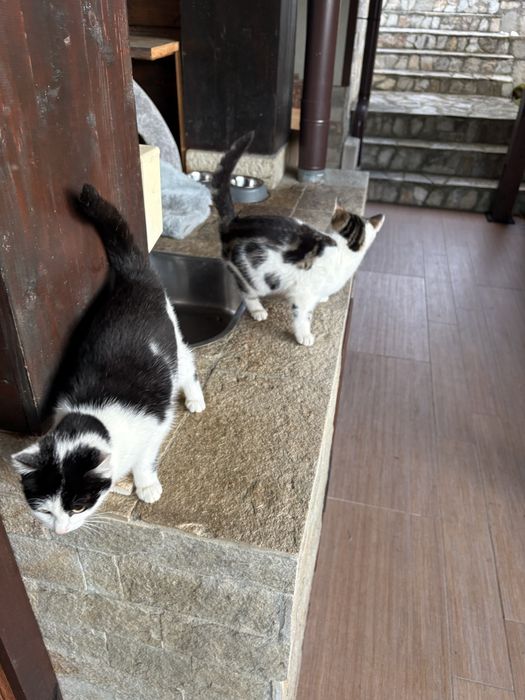 Подарявам котета