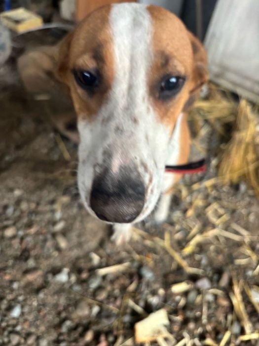 Отдам бесплатно собаку