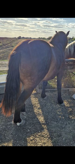 De vanzare manza grea