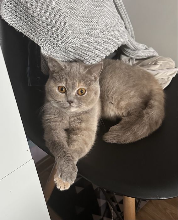 Британска синя късокосместа котка