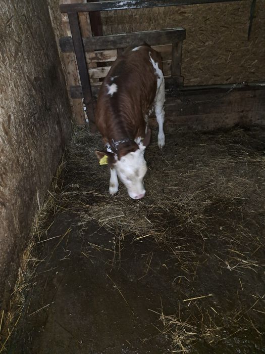 Vand o vitea de 2 luni