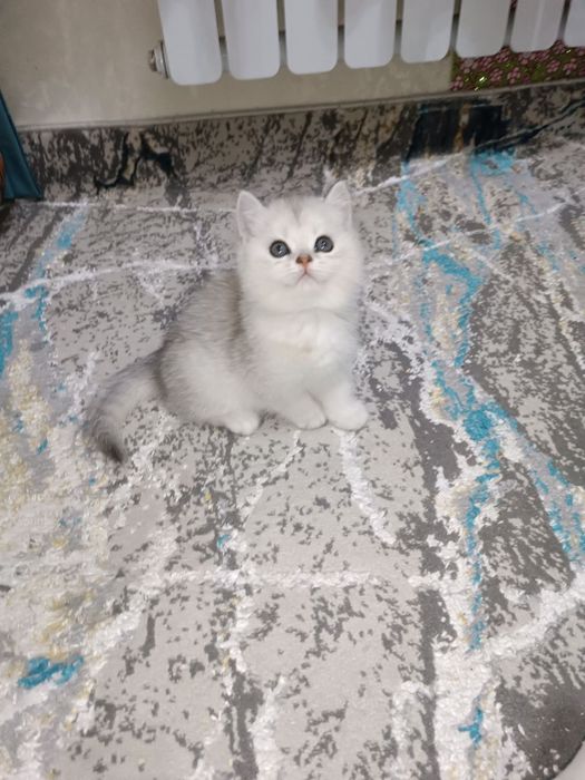 Продаётся британский котёнок мальчик