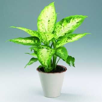 Отличний подарок - Комнатные растения крупнолистная диффенбахия