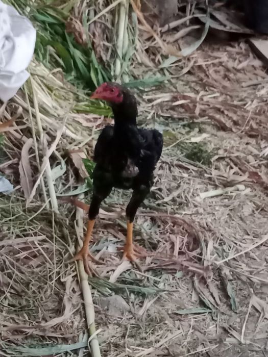 Bobo jojalar sotiladi