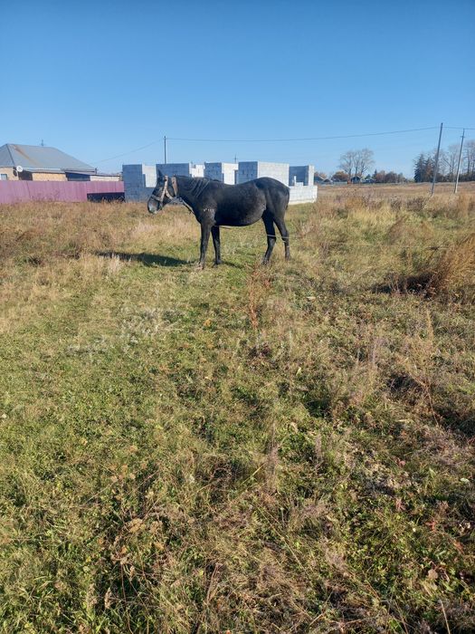 Продам кобылу полукровку