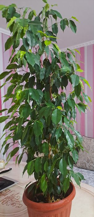 Фикус Бенджемина