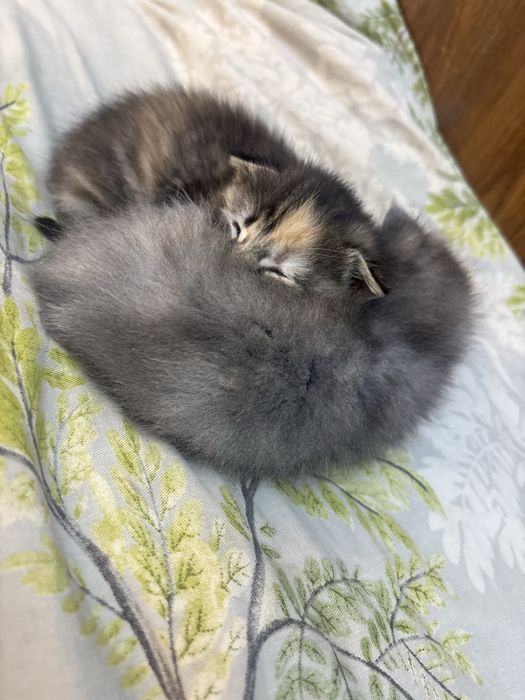 Продаются котята 1,5 месяц