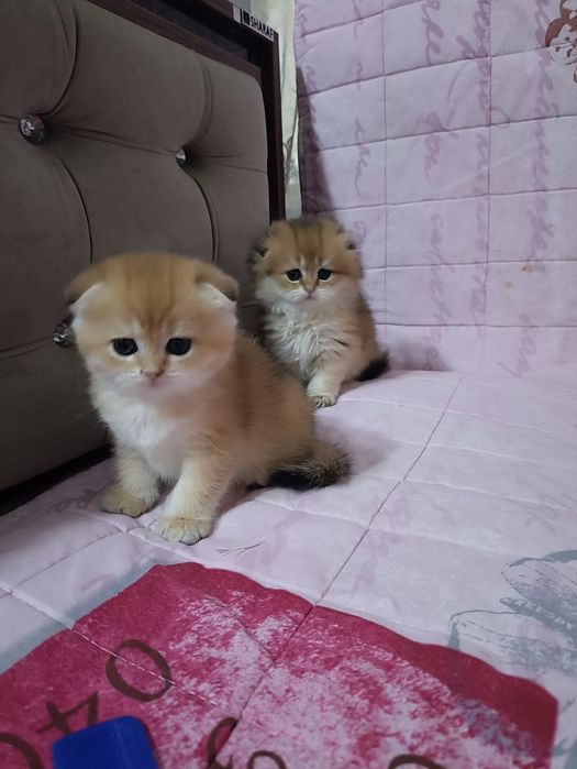 Британский короткошерстные