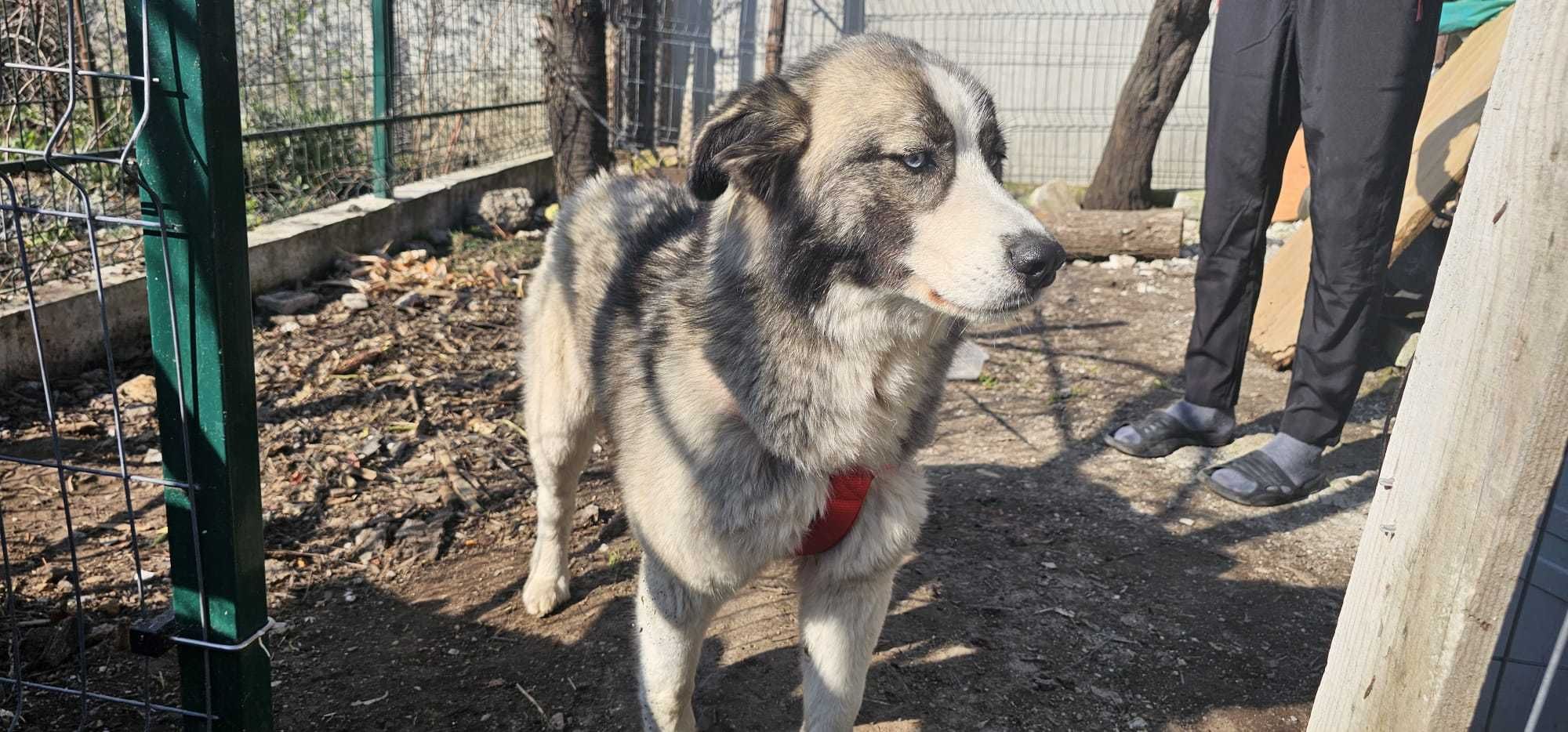 Catei gratis pentru adoptie- prieteni loiali cauta familie!