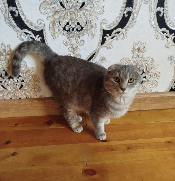 Skotish fold o'g'il bola mushukcha sotiladi