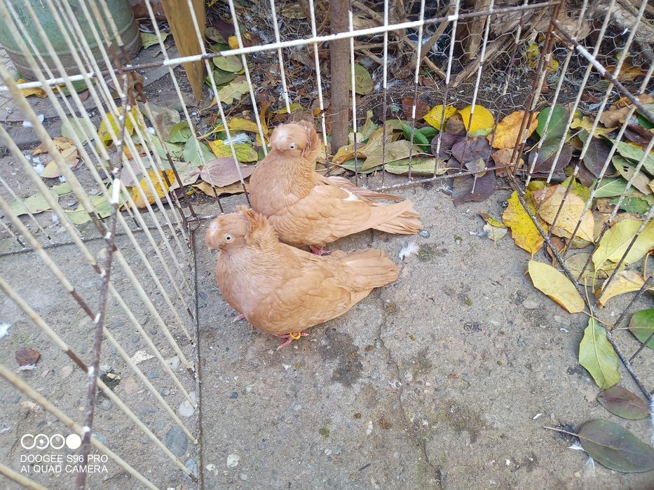 Porumbei de ornament