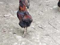 Cocoș araucana potarnichiu