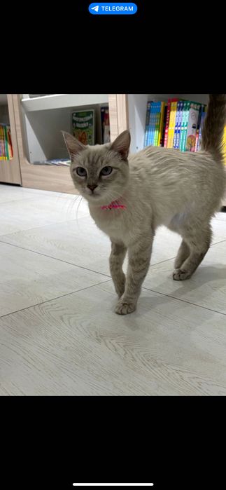 Бесплатно котенок