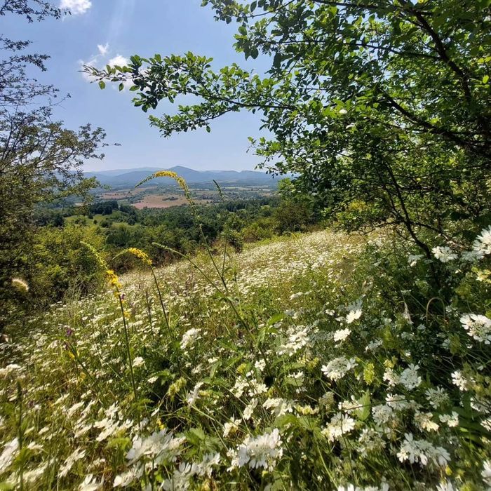 Продава се Парцел в с. Попрусевци, Област Велико Търново - 1200 кв.м за 8 €/кв.м - Снимка #2