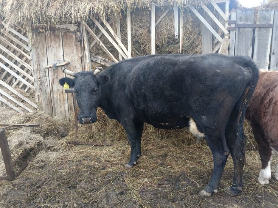Продам молочную корову на доращивание