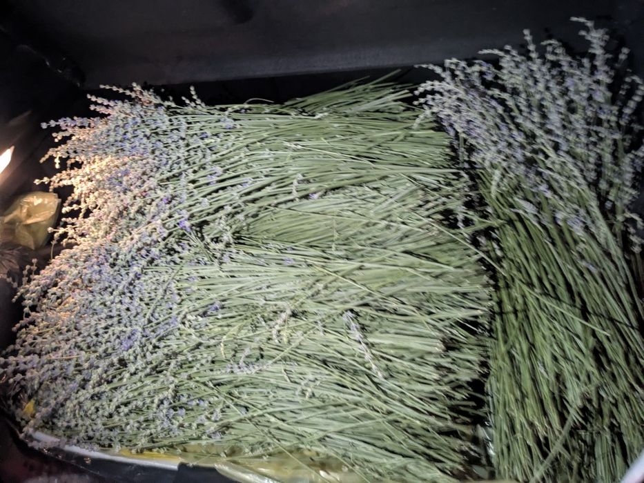 Flori de lavandă, producție 2025