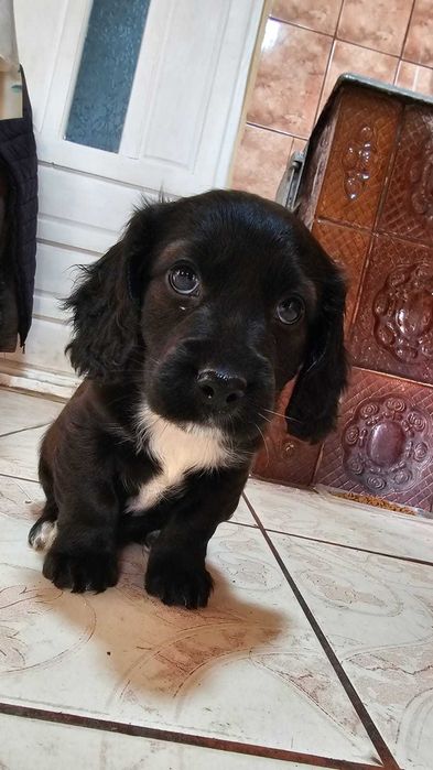 Pui Metis Cocker Spaniel - 3 fetițe (Adopție)