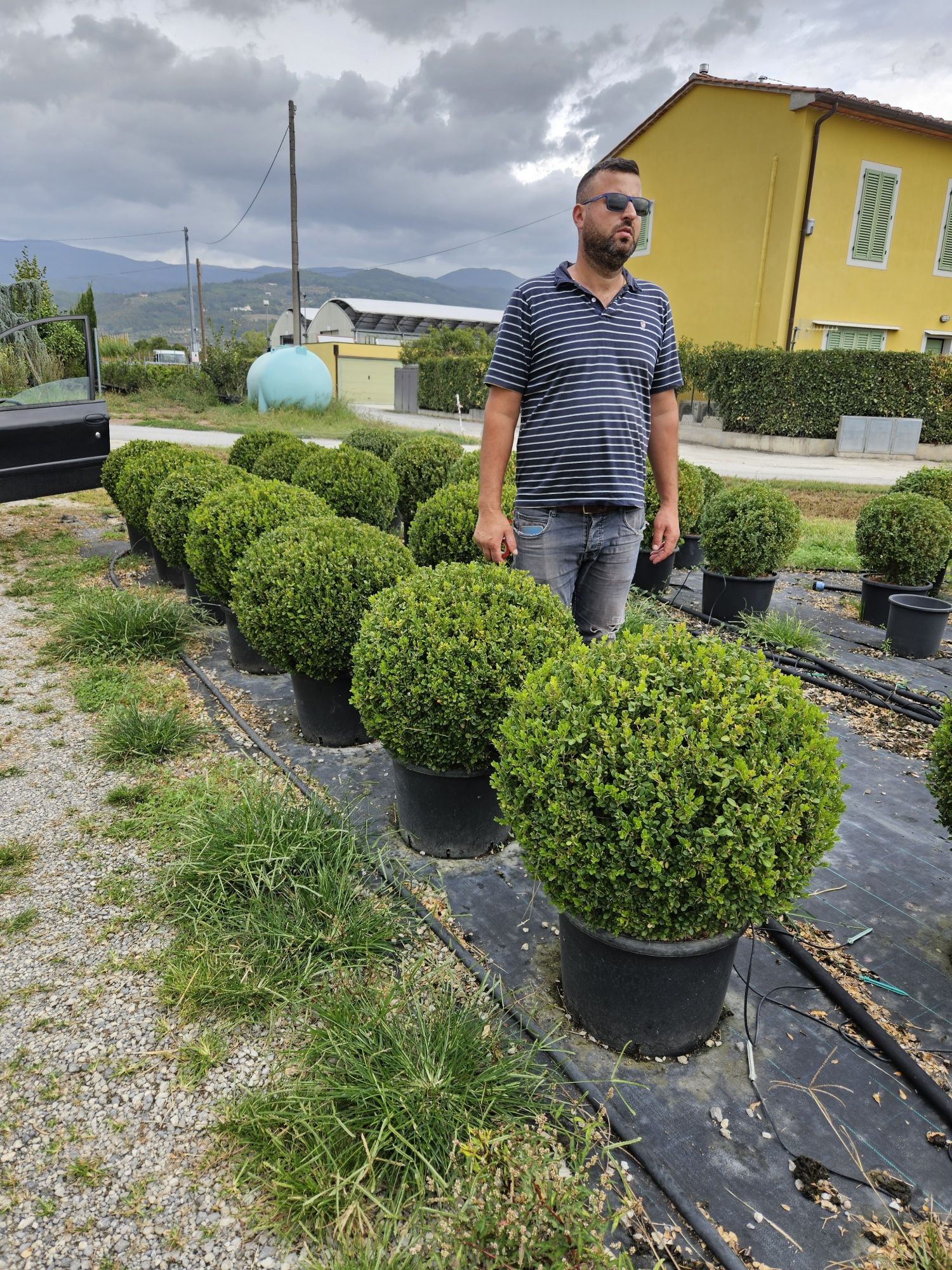 Cedru pendular. Buxus globular. Toate dimensiunile