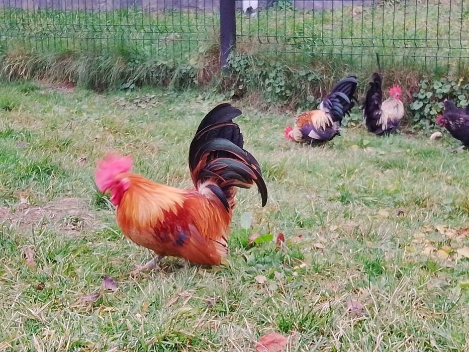 Cocoș Chabo de rasa