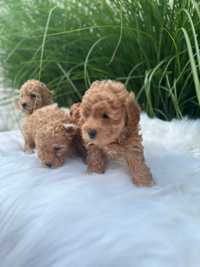 Poodle maltipoo roscat