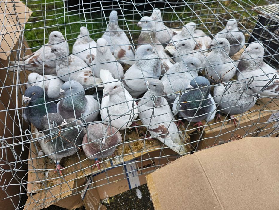 Porumbei voiajori standard si germani