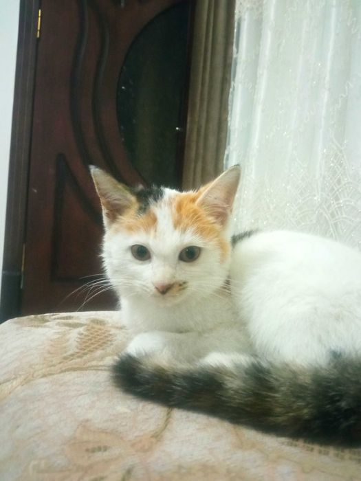 Ласковая милая кошечка отдаётся даром