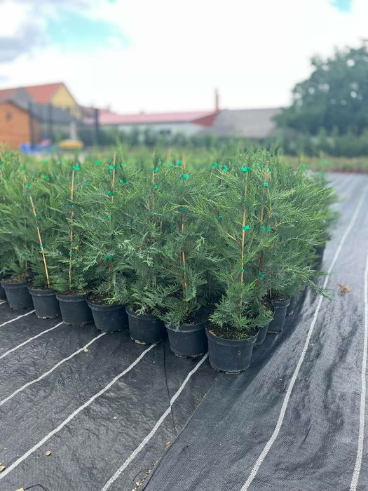 Leylandii / Tuia Smaragd / Laur Englezesc Novita / Photinia Red Robin