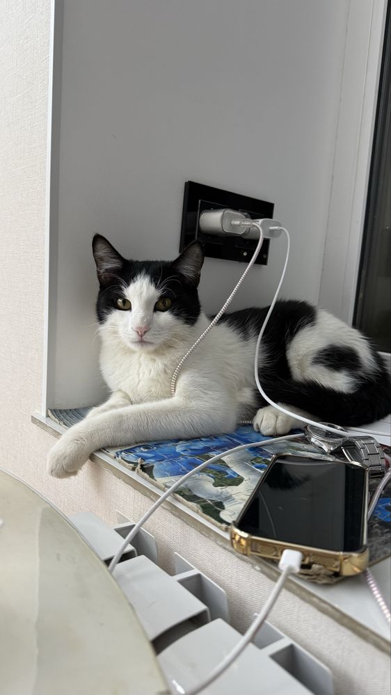 Кот Мартин в добрые руки