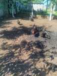 Găini australorp, caută altă casă .