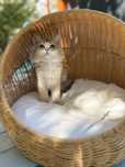 British longhair