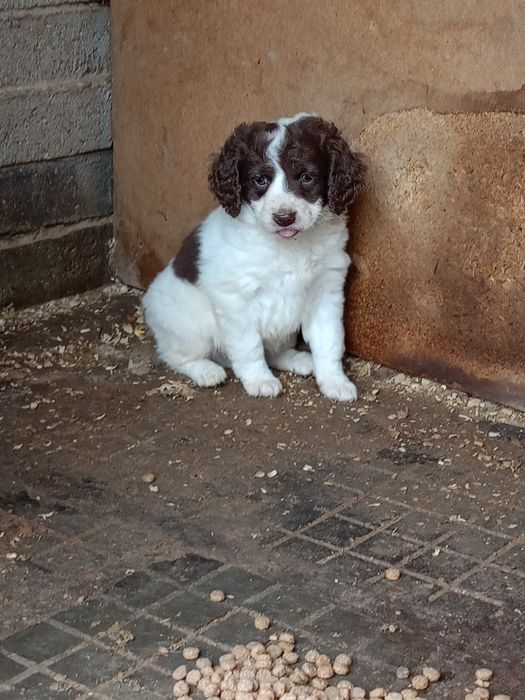 продавам кученца лагото-кокер