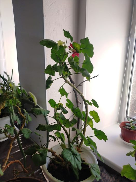 Продам комнатные цветы