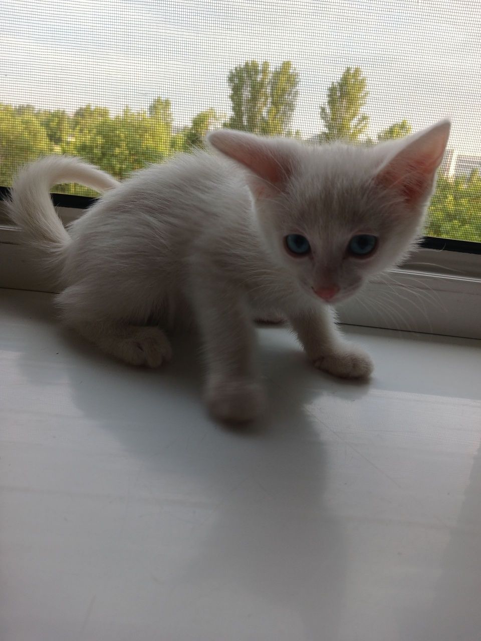 Котята домашние лапочки