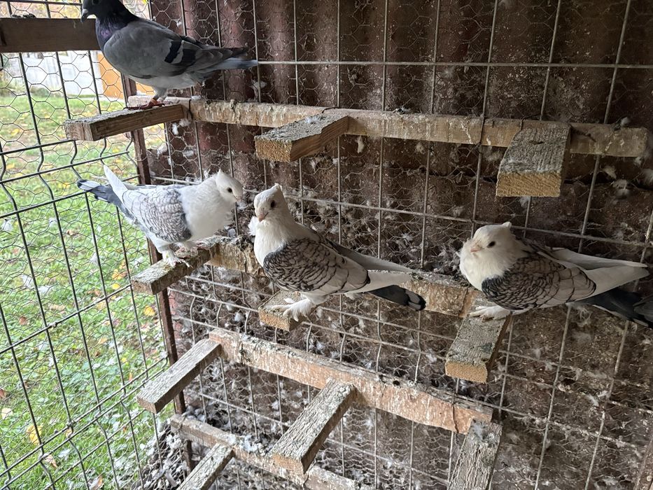 Vand porumbei satineti sau schimb cu jucatori de galati