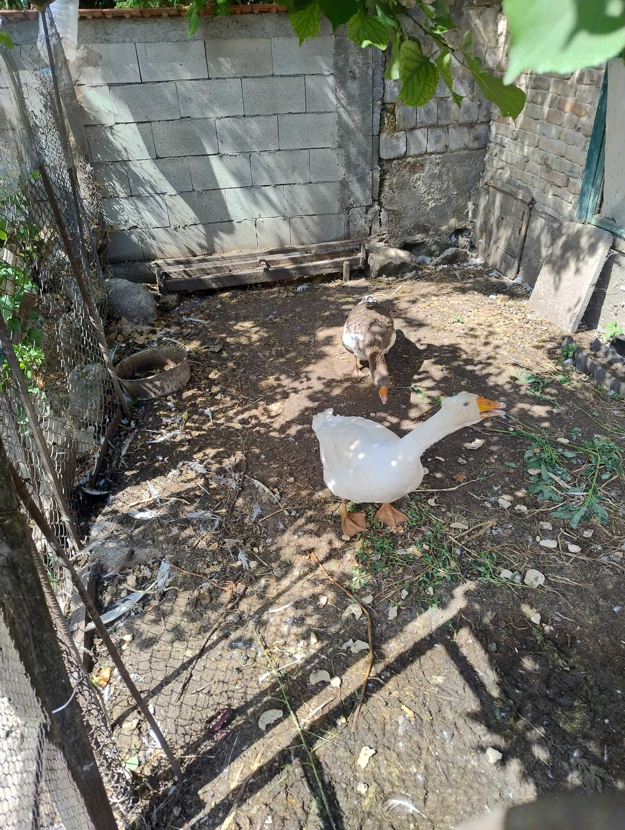 Продавам две патки и един юрдек