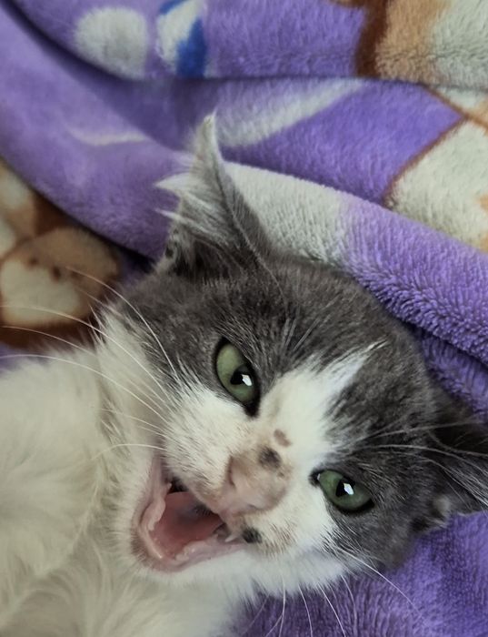 Отдам котёнка девочка