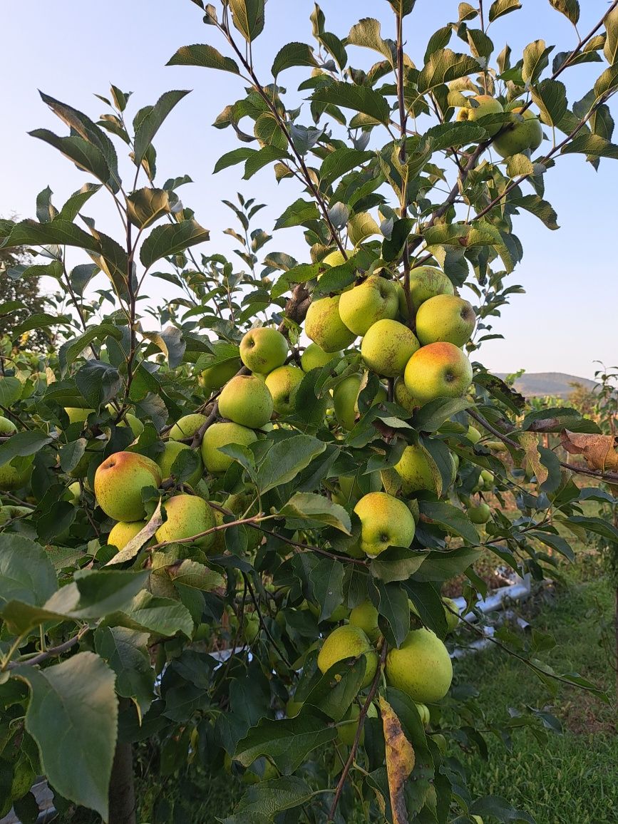 O gama largă de pomi fructiferi de vânzare