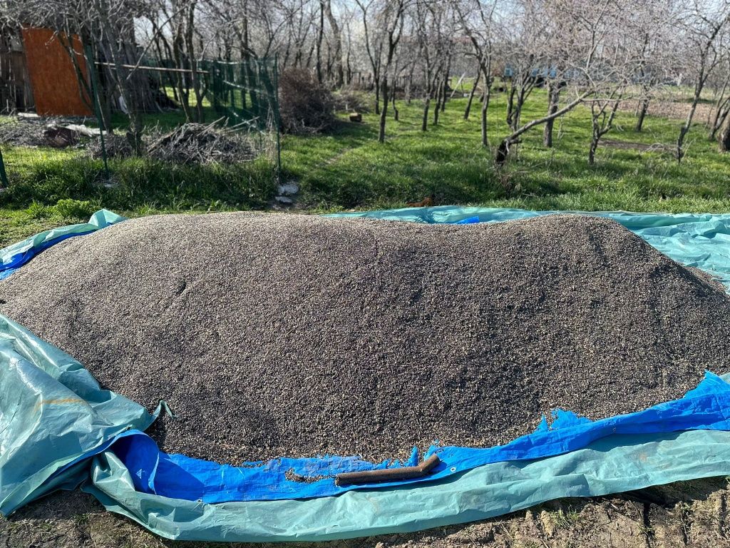 Producător, vând floarea soarelui sac de 3 duble 45 de lei.