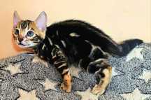 Hipoalergenic Marbled bengal pedigree,felisa autorizata