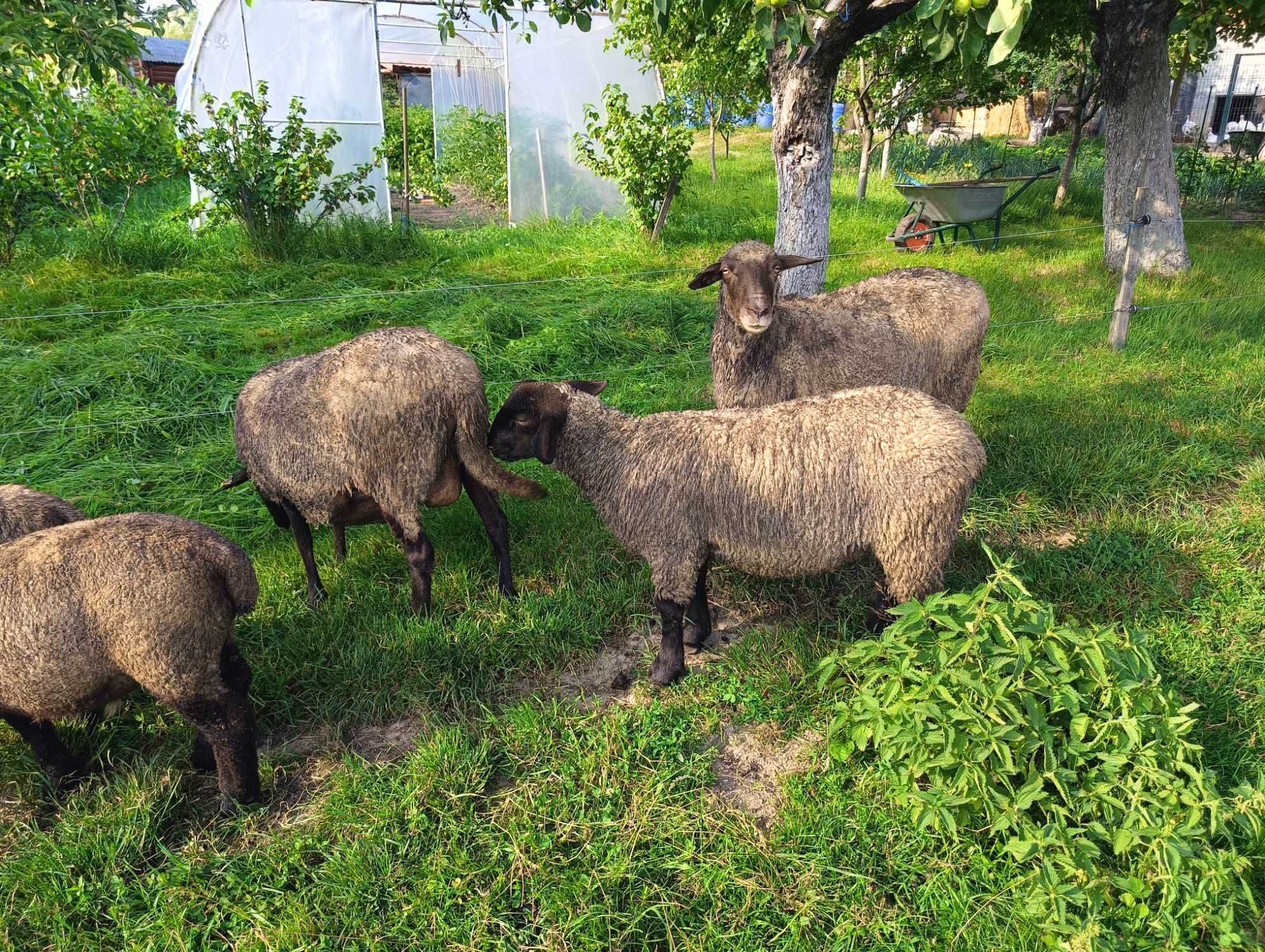 Vând oi și miei Suffolk