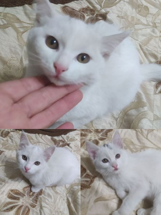 Белые котята в добрые руки!